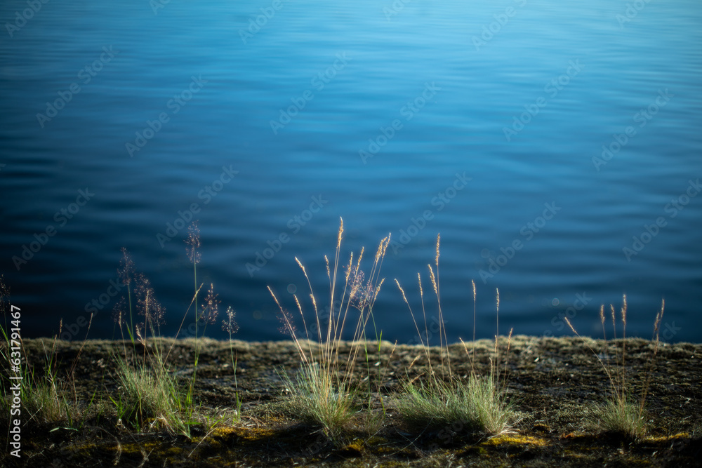 Reeds in the water Reeds in the water