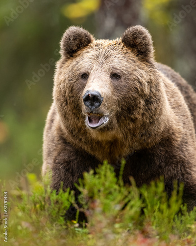 Brown bear portrait in the forest scenery at summer