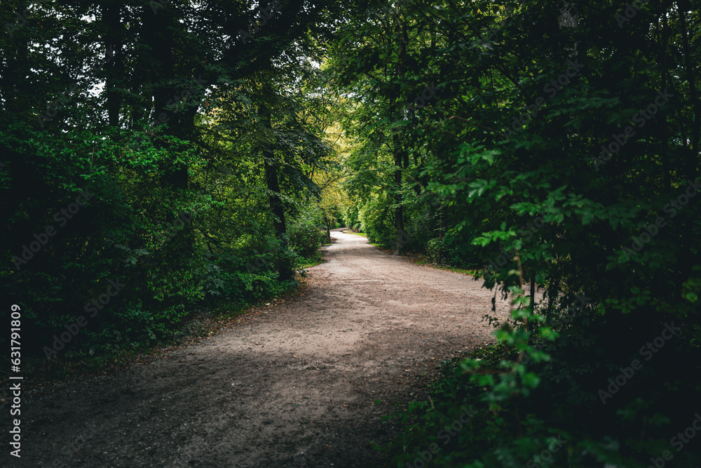 Naklejka premium path in the forest