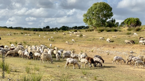 Troupeau de moutons en Sardaigne, île, Italie, Europe