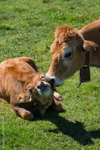 Cow licking face of her calf in the green field