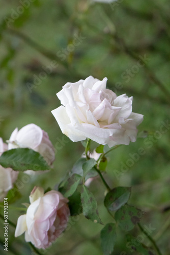 White rose flower close up shot