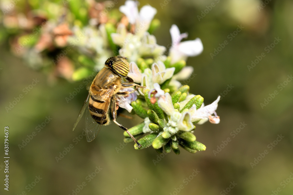 mosca de las flores (Diptera: Syrphidae) mosca de las flores (Diptera: Syrphidae)