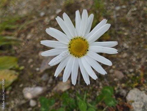 daisy flower