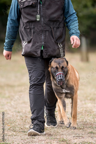 berger belge malinois en ring © beatrix kido