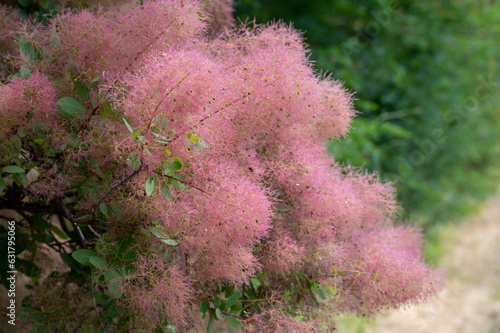 Blooming tree