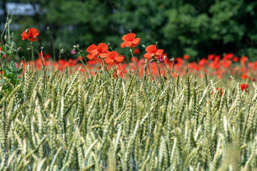 poppies in a wheat field