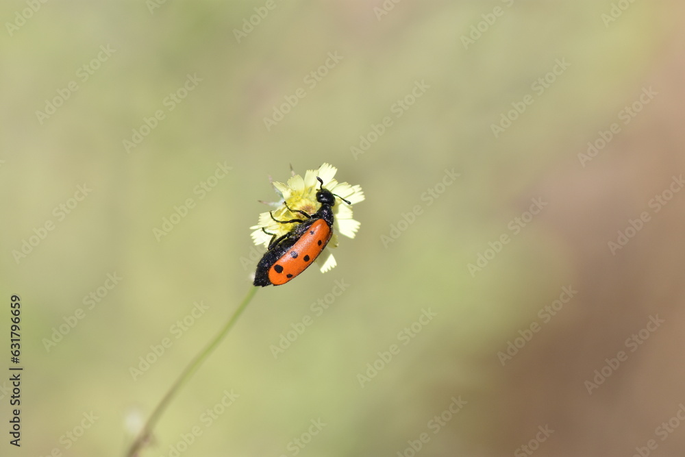 Ladybug on a tiny yellow flower Ladybug on a tiny yellow flower