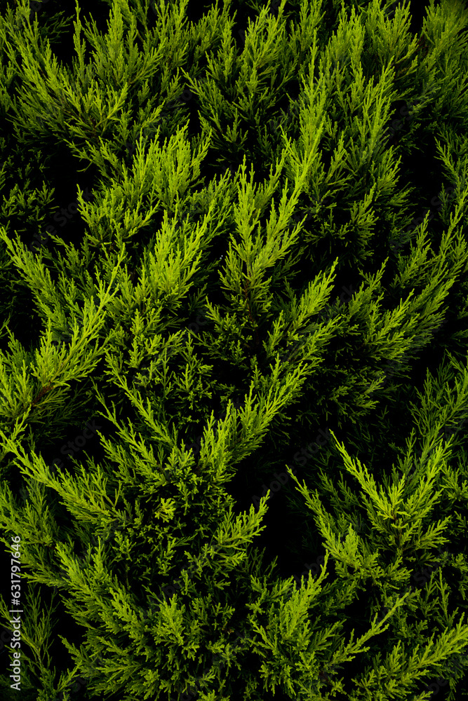 Cyprus tree leaves texture close up