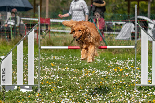 golden retriever en agility