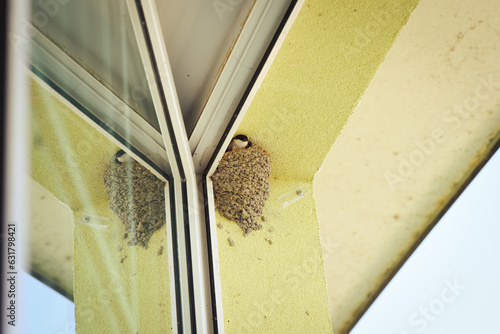 Photos House Martin birds (delichon urbicum) feeding young chick in the nest