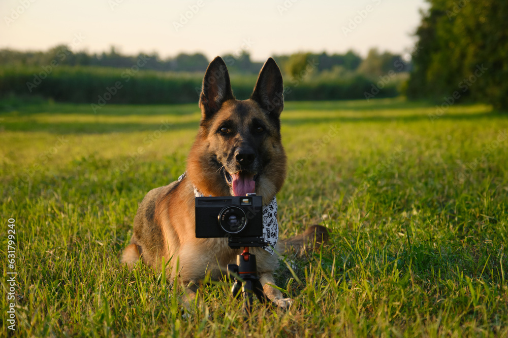 Concept pets look like people. Dog professional photographer with vintage film photo camera on tripod. German Shepherd in green grass at sunset in summer. Dog wears white bandana with paws. Concept pets look like people. Dog professional photographer with vintage film photo camera on tripod. German Shepherd in green grass at sunset in summer. Dog wears white bandana with paws.