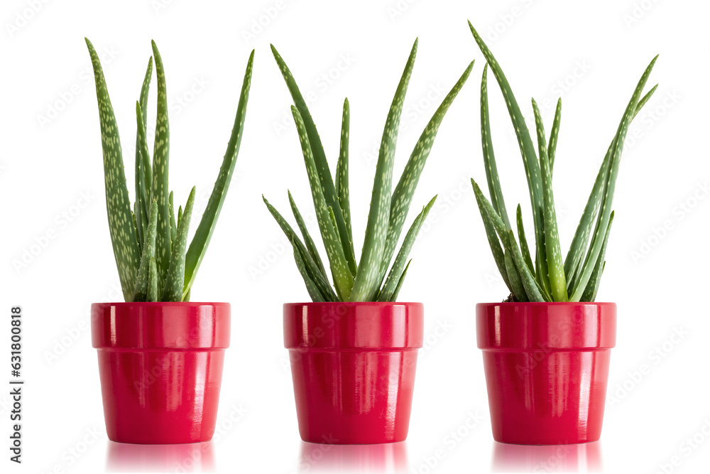 Fototapeta premium three aloe vera plants in red glazed pots, house plant, decor, transparent background, semitransparent reflection