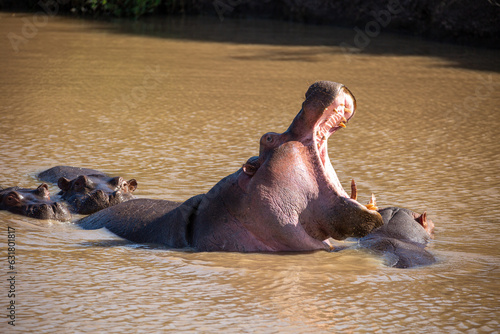 Hippos watching the camera man waiting until he is unaware before making their move. On Safari, Ol Pejeta Conservancy, Kenya, Africa. 