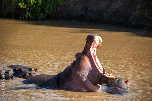 Hippos watching the camera man waiting until he is unaware before making their move. On Safari, Ol Pejeta Conservancy, Kenya, Africa. 