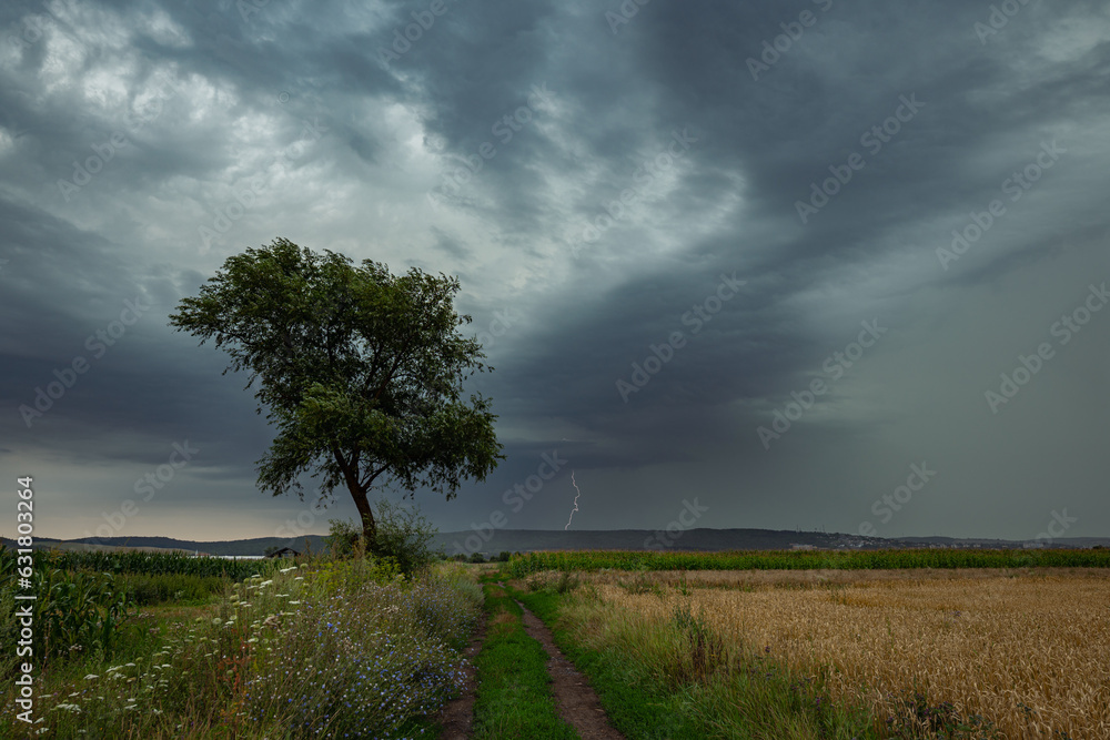 Dramatic landscape image of a tree with lightning storm in the background Dramatic landscape image of a tree with lightning storm in the background
