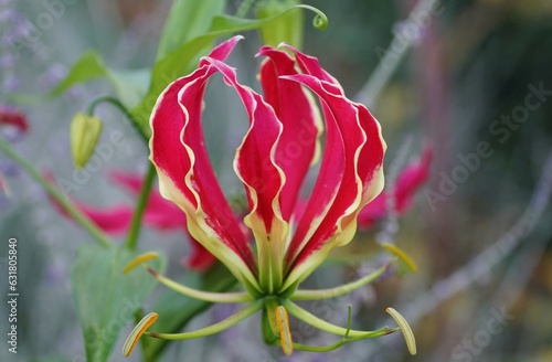 Climbing red Lily Rothschildiana, with scientific name Gloriosa superba