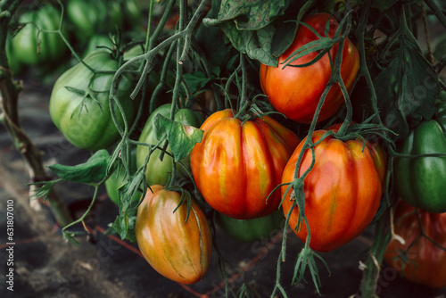 Wallpaper Mural Superfood Tomaten, rote und grüne, reife und unreife  Ochsenherz, Fleischtomaten am Strauch. Torontodigital.ca