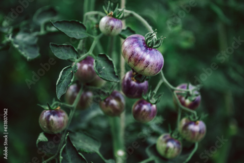 Fotografie viele frische, schwarze Bio Tomaten am Strauch, zum pflücken im Gewächshaus
