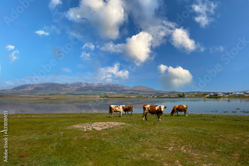 Adilcevaz is a district on the shore of Lake Van. Bitlis, Turkey. photo