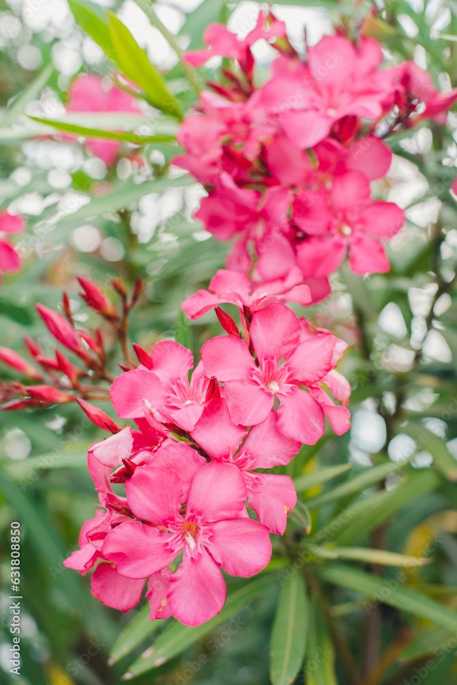 Oleander flowers. Flowering oleander bush.