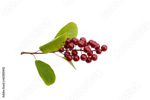 A branch with red fruits of Prunus virginiana isolated on white background. photo