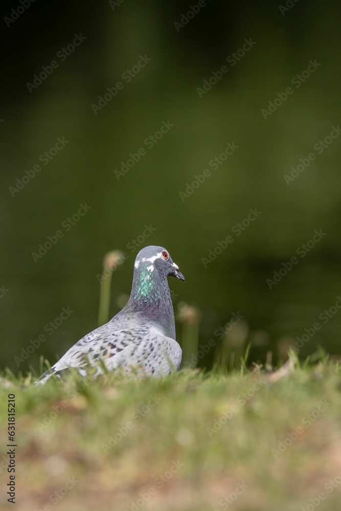 Pigeon perched atop a lush field of grass and wildflowers, enjoying the scenery Pigeon perched atop a lush field of grass and wildflowers, enjoying the scenery