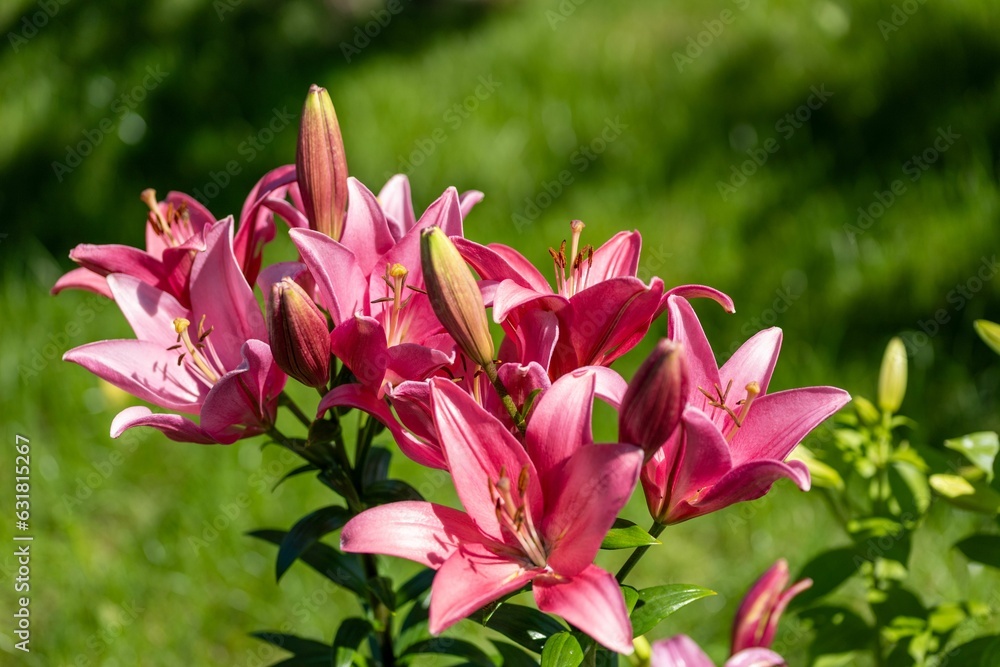 Fototapeta premium Vibrant array of pink lilies in a spring garden setting.