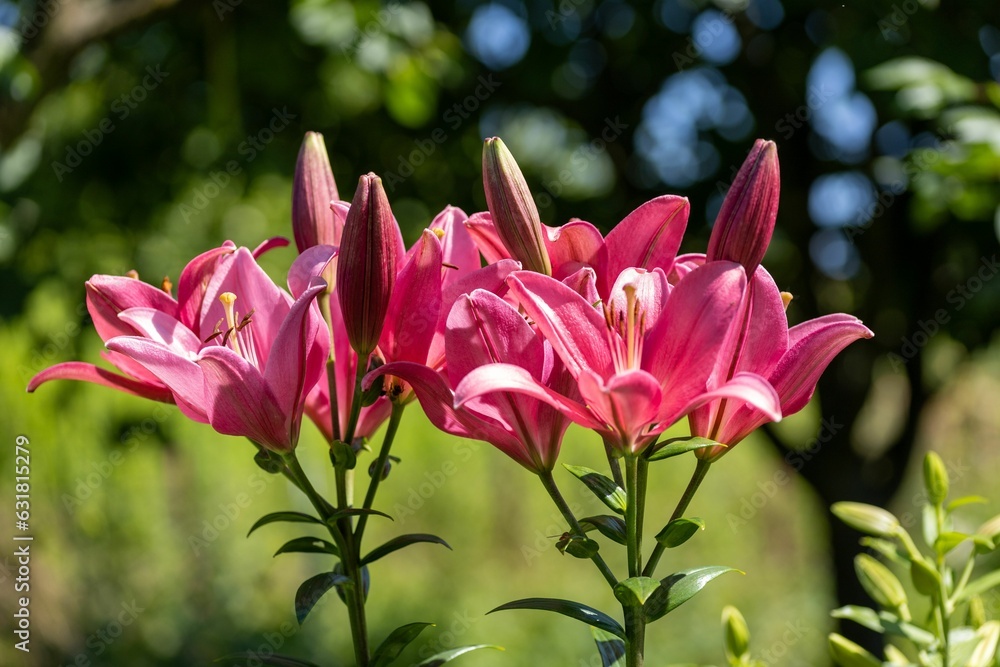 Fototapeta premium Vibrant array of pink lilies in a garden.