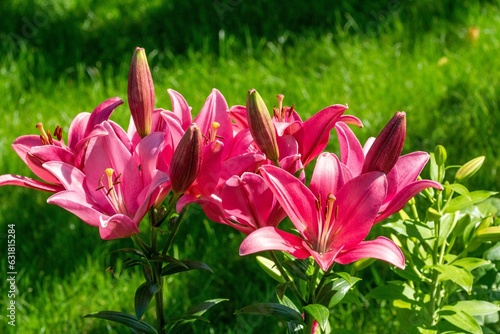 Photography Vibrant array of pink lilies in a green garden setting.