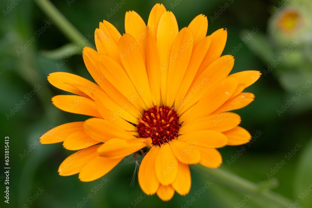 Stunning closeup shot of an orange flower in full bloom surrounded by lush green foliage. Stunning closeup shot of an orange flower in full bloom surrounded by lush green foliage.