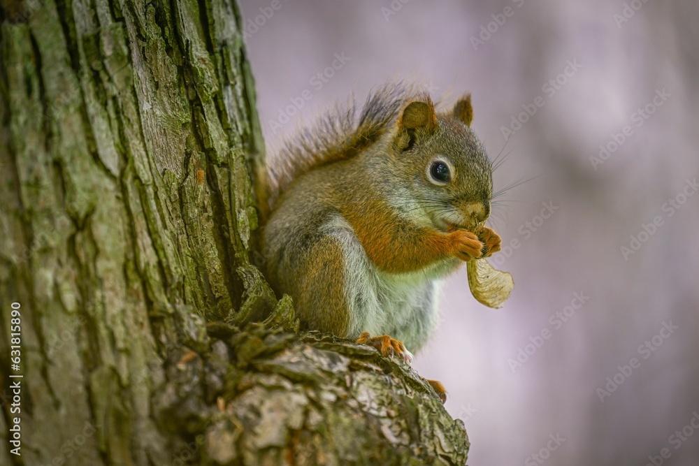 Closeup shot of a red squirrel with food in its paws on a tree Closeup shot of a red squirrel with food in its paws on a tree