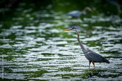 Great blue heron in a body of water.