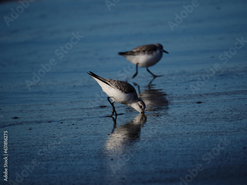 Closeup shot of two sanderling birds at the coast of a sea photo