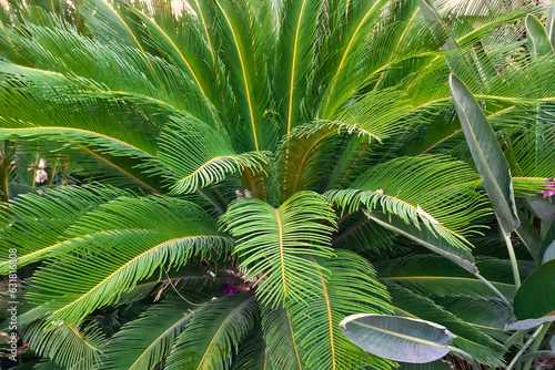 Green background nature landscape with Cycas revoluta palm tree from Aegean region.