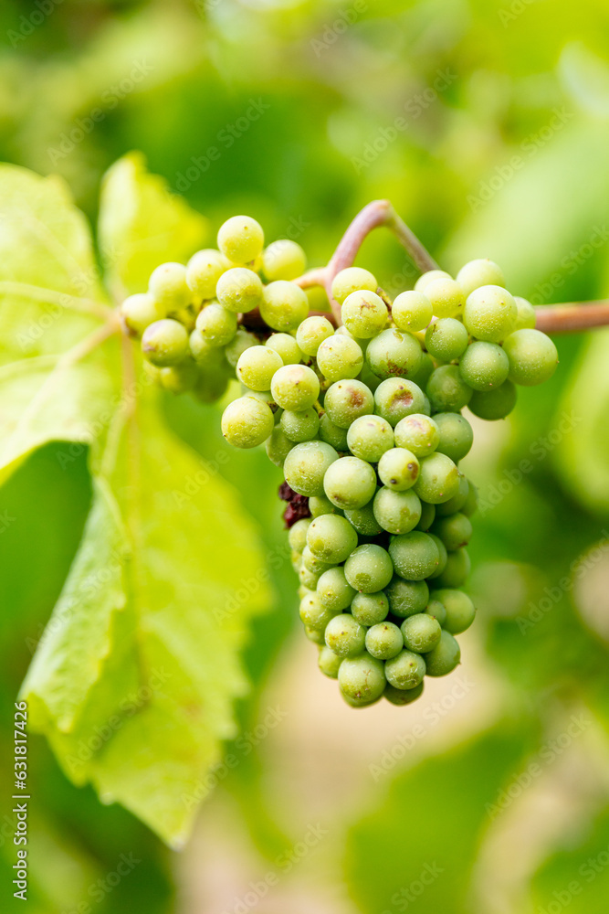 Alsace France, Vineyard with Pinot Gris grapes, excellent travel place, degustation of wines, Riesling, Pinot Noir. Alsace France, Vineyard with Pinot Gris grapes, excellent travel place, degustation of wines, Riesling, Pinot Noir.