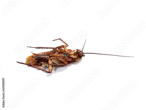 Dead cockroaches on white background3 © phornphol