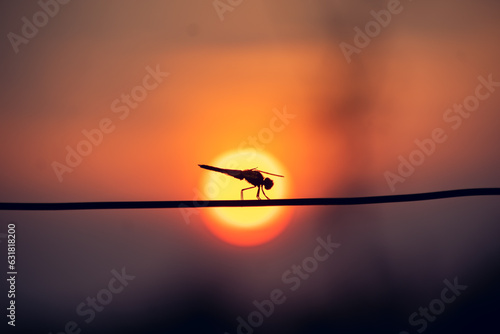 Dragon fly close-up shot in the sun set time..