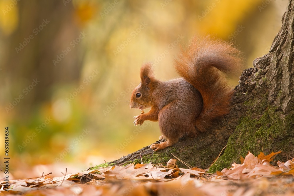 A cute european red squirrel sitting on the tree. Beautiful autumn scene with a cute squirrel. Sciurus vulgaris A cute european red squirrel sitting on the tree. Beautiful autumn scene with a cute squirrel. Sciurus vulgaris