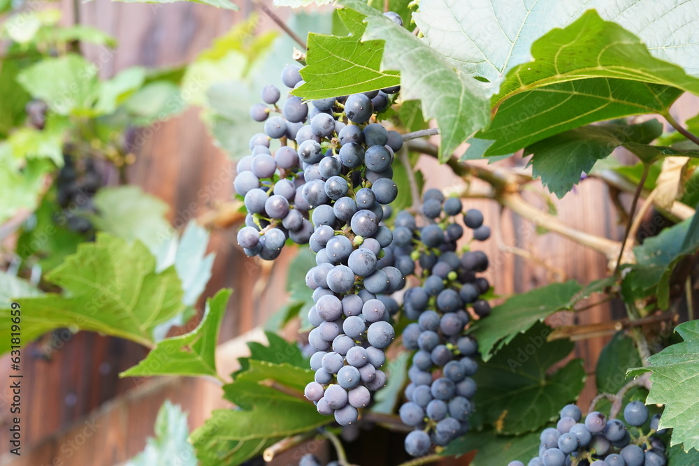 Cluster of black, or dark blue grapes, which are fruits of a plant called in Latin vitis vinifera, with some leaves on the background. Cutout of wine cultivation.