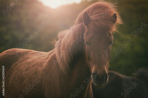 Danish horse in the golden light