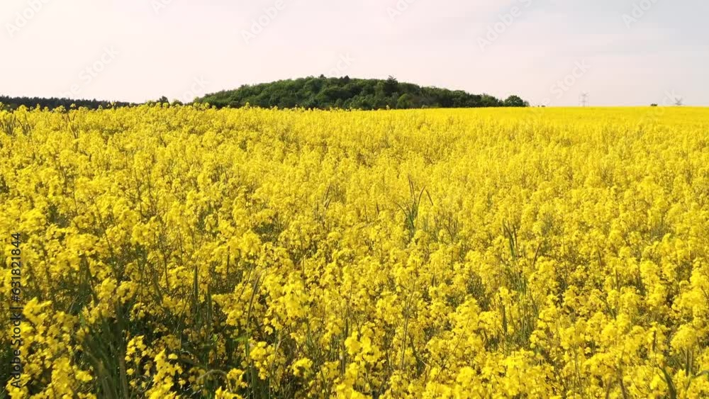 Aerial landscape of the yellow rapeseed field under blue sky, Poland Aerial landscape of the yellow rapeseed field under blue sky, Poland