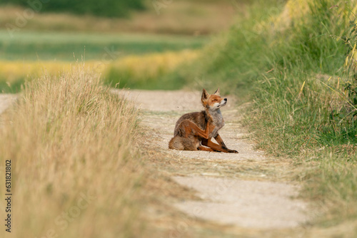 A young fox in search of food