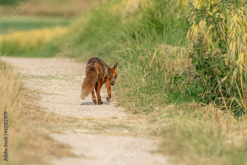 A young fox in search of food