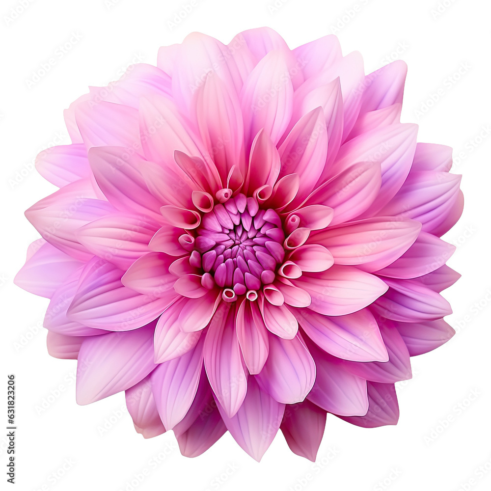Closeup pink and purple chrysanthemum flower isolated on transparent with clipping path for design, showcasing its natural beauty.