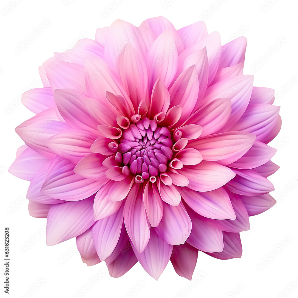 Closeup pink and purple chrysanthemum flower isolated on transparent with clipping path for design, showcasing its natural beauty. Closeup pink and purple chrysanthemum flower isolated on transparent with clipping path for design, showcasing its natural beauty.