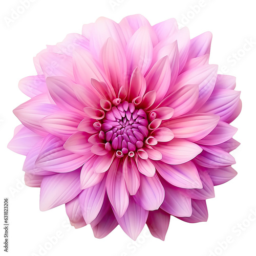 Closeup pink and purple chrysanthemum flower isolated on transparent with clipping path for design  showcasing its natural beauty.