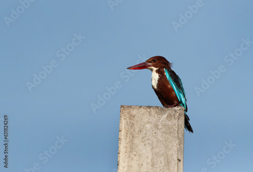 White-throated kingfisher at Uppalapadu Bird Sanctuary, India photo