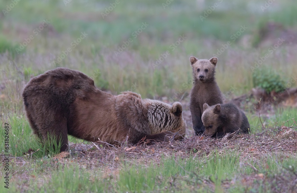 Mother brown bear educating her two cubs on how to properly feed on an ant nest