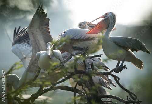 Spot-billed pelicans perched on tree at Uppalapadu Bird Sanctuary, India photo